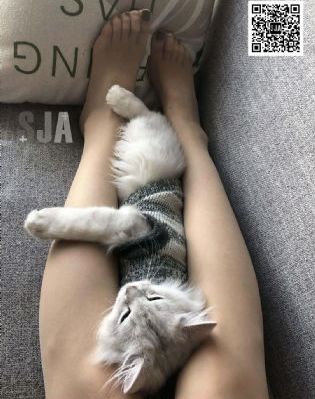 我的空姐老婆免费观看电视剧全集_剧情片免费观看最新